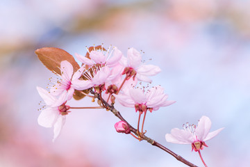 Twig with pink plum blossoms