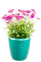 Isolated potted blue dasy flower