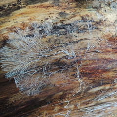 ажурный узор плесени на старом дереве 