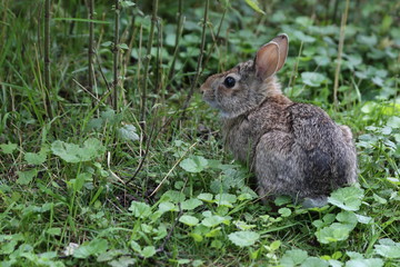 wild rabbit