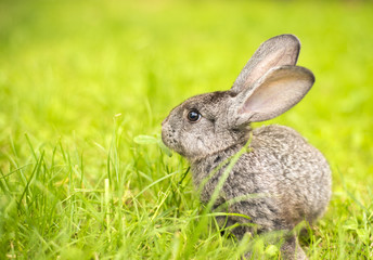 Grey rabbit in grass closeup
