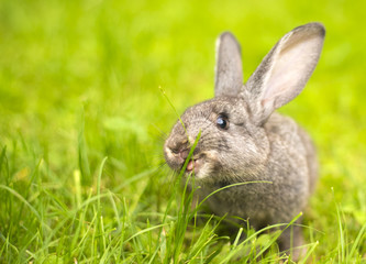 Grey rabbit in grass closeup