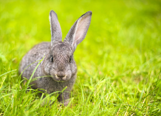 Grey rabbit in grass closeup