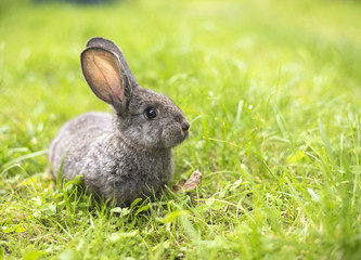 Grey rabbit in grass closeup