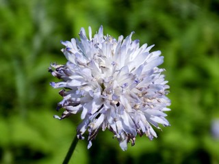Beautiful flower on meadow in wild nature during spring