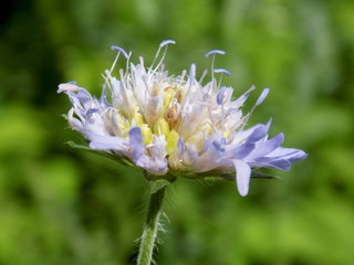 Beautiful flower on meadow in wild nature during spring