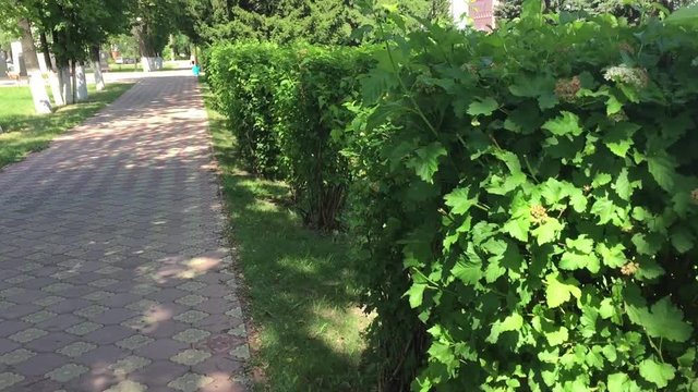 пешком по аллее
