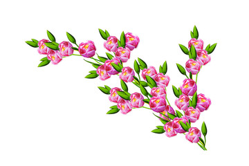 spring flowers tulips isolated on white background.