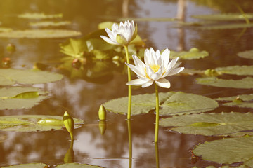 Vintage retro effect filtered hipster style image of asian lotus