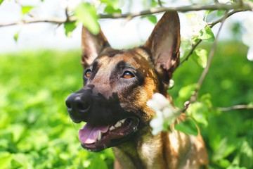 The portrait of a Belgian Shepherd dog Malinois in apple blossoms