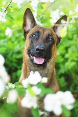 The portrait of a Belgian Shepherd dog Malinois in apple blossoms
