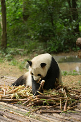 The giant panda biting their bamboo