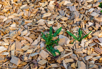 Closeup of wood chip path covering