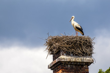 Storch auf Storchennest mit blauem Himmel
