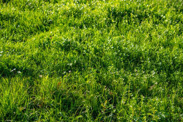 Meadow with White Flowers