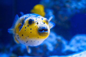 Fugue yellow fish predator of the Red Sea