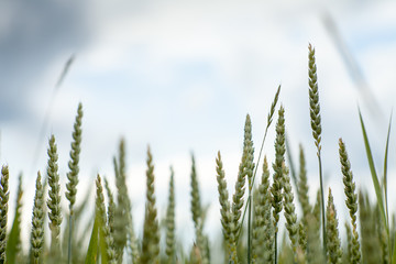 Fototapeta premium Green corn under stormy skies