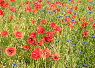 Fototapeta premium Mohnblumen, Kornblumen, Blumenwiese