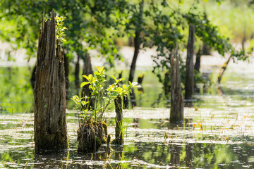 Tree Trunk Protrude From The Water