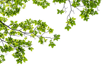 Green leaf isolated on white background
