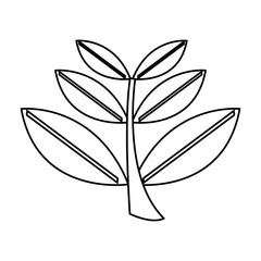 leaves plant  isolated icon design