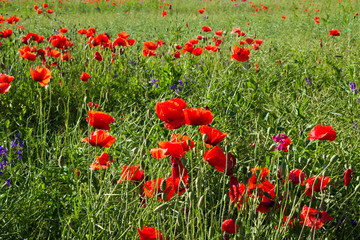 Field of red poppies in the sun