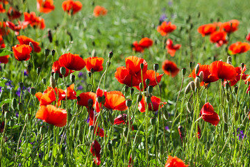 Naklejka na ściany i meble Field of red poppies in the sun