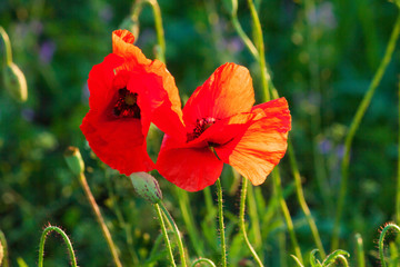 Red poppy in a field