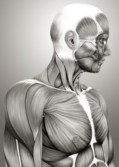 Side view of 3d medical figure showing upper body