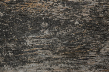 Obraz premium texture of bark wood use as natural background