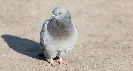 portrait of pigeon on nature