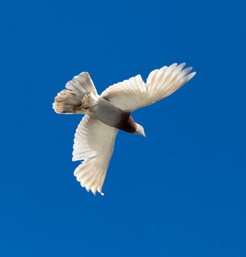 One pigeon in flight against a blue sky