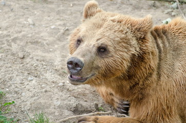 Fototapeta premium The brown bear (Ursus arctos) in a zoo of Bern, Switzerland