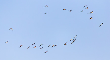 a flock of seagulls against a blue sky