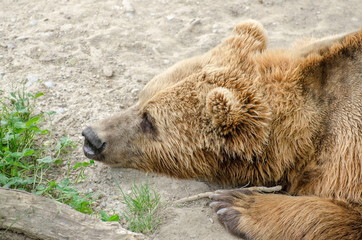 The brown bear (Ursus arctos)  in a zoo of Bern, Switzerland
