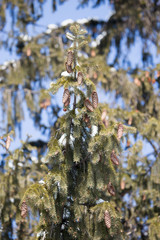 buds on the branches of spruce on the nature