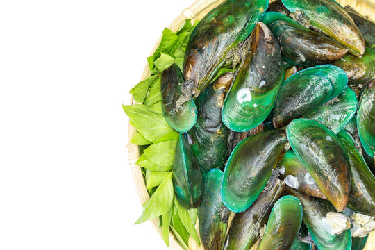 Mussels
