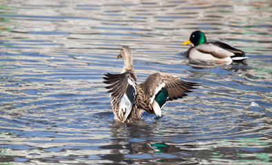 Fototapeta premium duck in the lake in nature