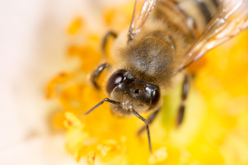 bee on a flower. macro