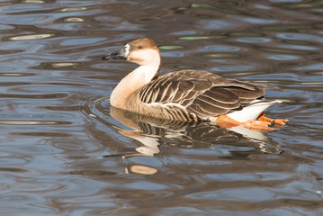 duck in the lake in nature