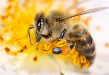 bee on a flower. macro
