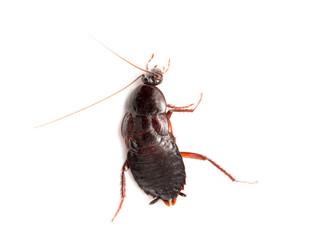 cockroach on a white background