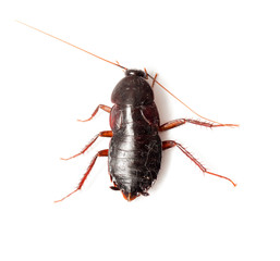cockroach on a white background