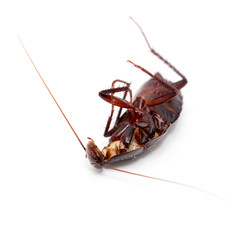 cockroach on a white background