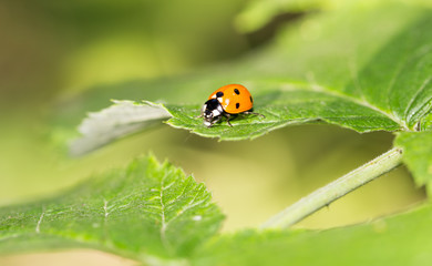 ladybug on a plant in the nature. macro