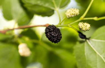mulberry berries on the tree