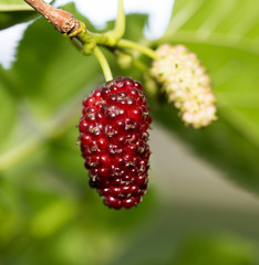 mulberry berries on the tree