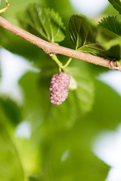 mulberry berries on the tree