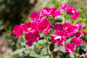 beautiful red flower in nature