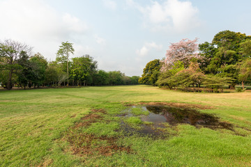 Green grass field in park